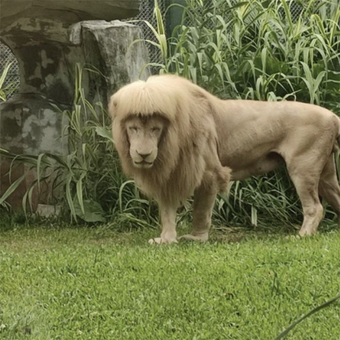 Zoológico chinês dá franja reta ao leão