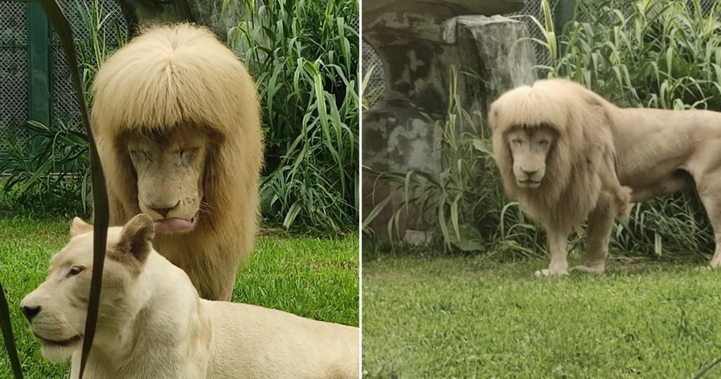 Zoológico chinês dá franja reta ao leão