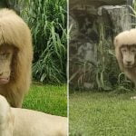 Zoológico chinês dá franja reta ao leão