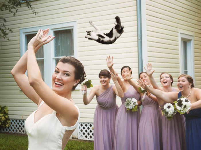 Buquês de noiva substituídos por gatos
