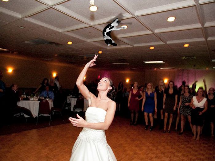 Buquês de noiva substituídos por gatos