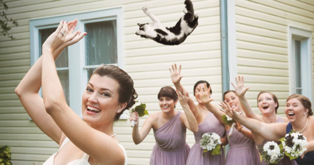 Buquês de noiva substituídos por gatos