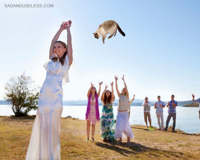 Buquês de noiva substituídos por gatos