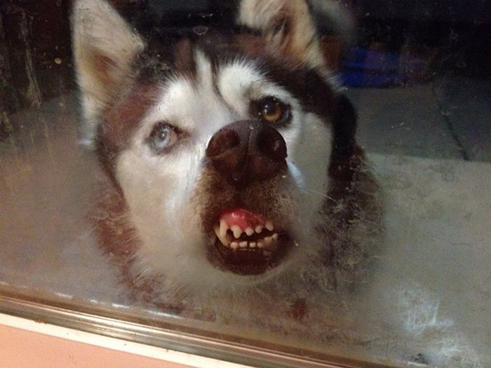 Cachorros que não conseguem abrir janelas