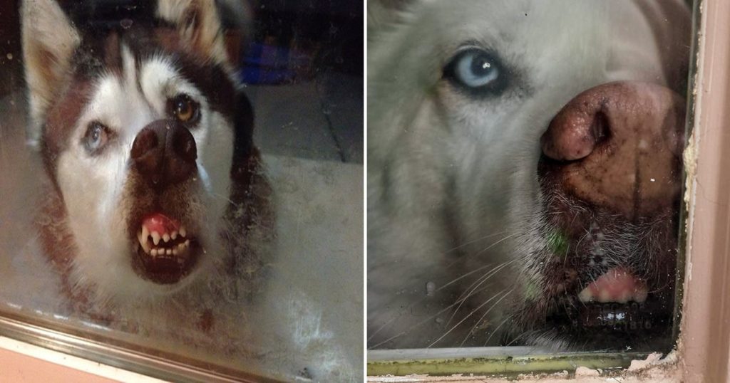 Cachorros que não conseguem abrir janelas