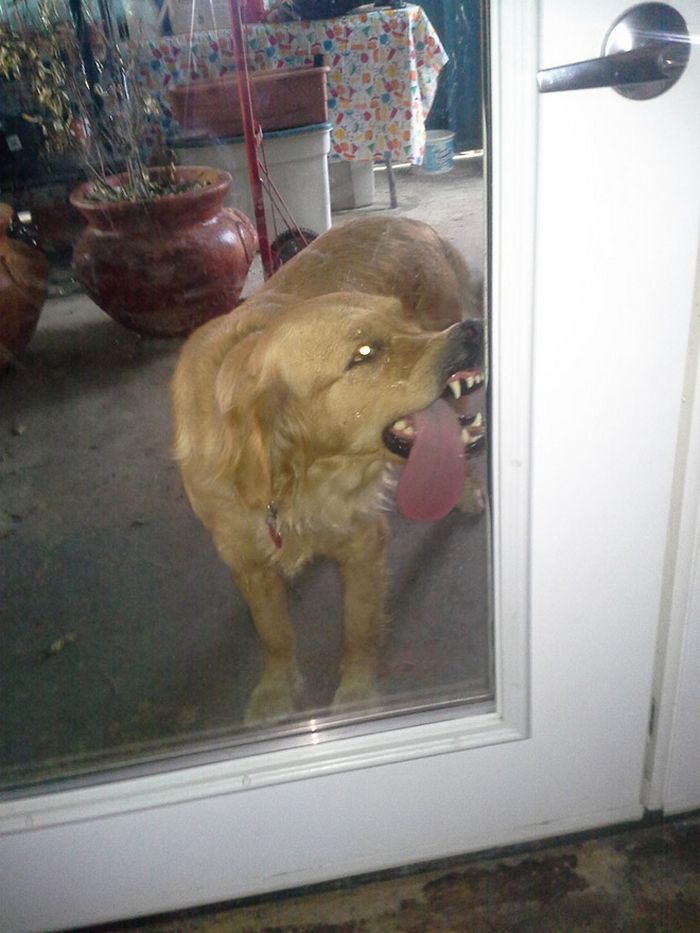 Cachorros que não conseguem abrir janelas