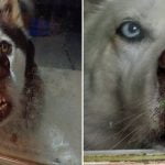 Cachorros que não conseguem abrir janelas