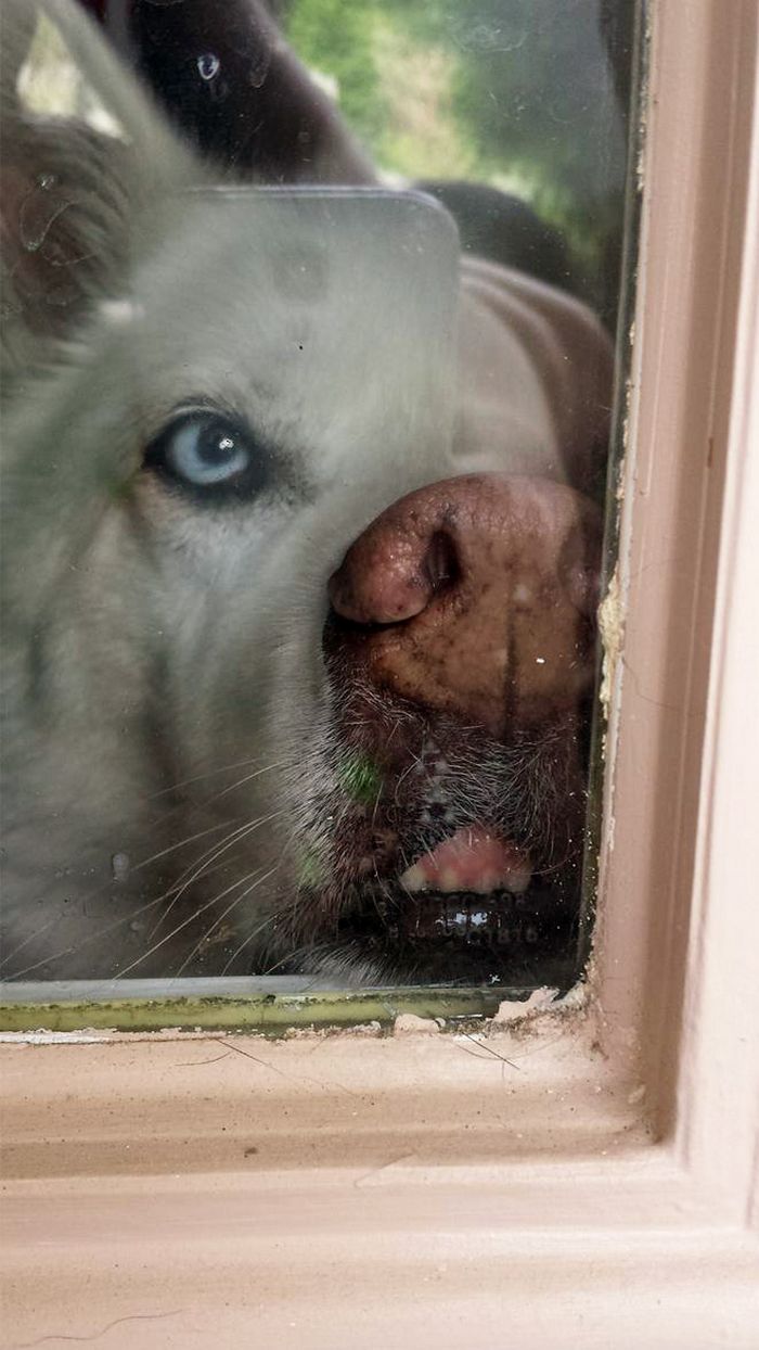 Cachorros que não conseguem abrir janelas