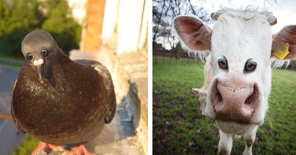E se os animais tivessem olhos na frente E se os animais tivessem olhos na frente