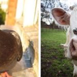 E se os animais tivessem olhos na frente