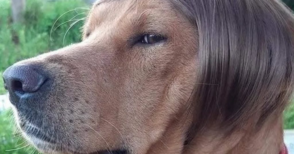 Este cachorro tem um penteado mais bonito que você Este cachorro tem um penteado mais bonito que você