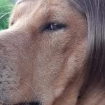 Este cachorro tem um penteado mais bonito que você