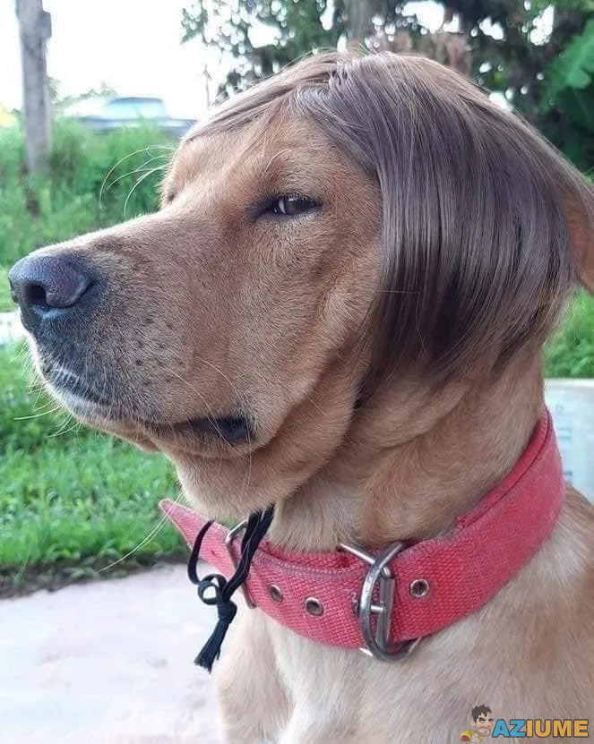 Este cachorro tem um penteado mais bonito que você