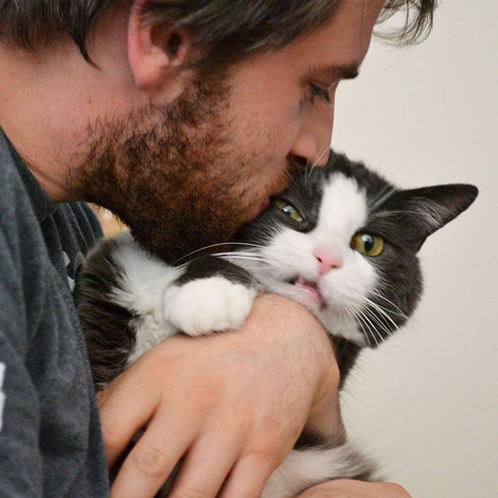 21 gatos que realmente odeiam carinho