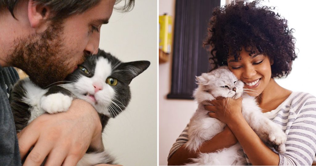 21 gatos que realmente odeiam carinho 21 gatos que realmente odeiam carinho