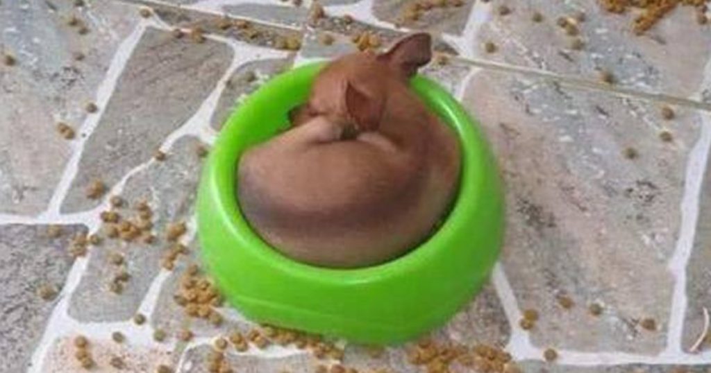 Cachorro e sua lógica sem sentido