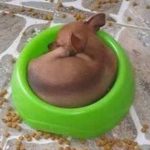 Cachorro e sua lógica sem sentido