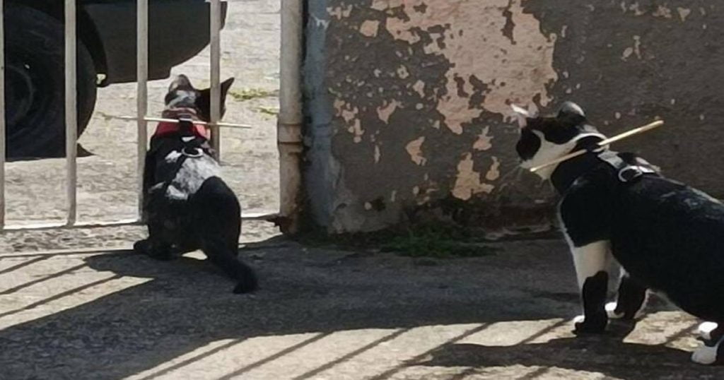 Como manter seu gato em casa