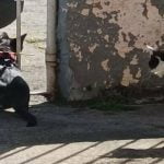 Como manter seu gato em casa