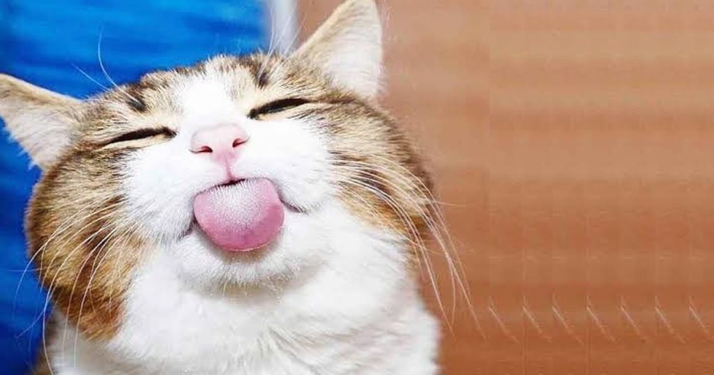 O Home office de quem tem gato em casa O Home office de quem tem gato em casa