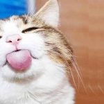 O Home office de quem tem gato em casa