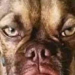 Ajude o comércio local