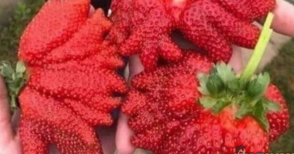 Esse morango tem muito agrotóxico?