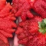 Esse morango tem muito agrotóxico?