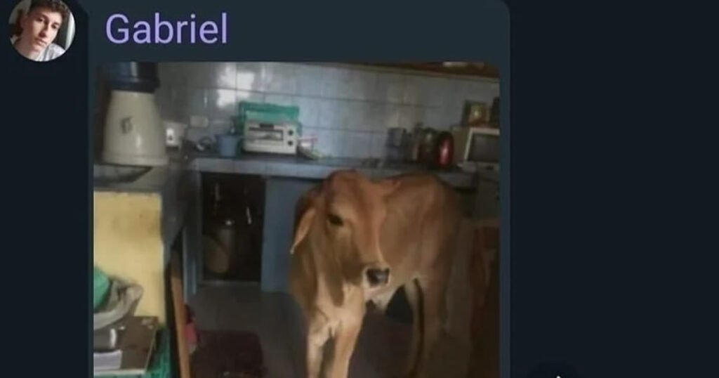 Alguém quer adotar esse Golden Retriever?