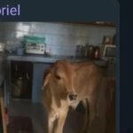 Alguém quer adotar esse Golden Retriever?