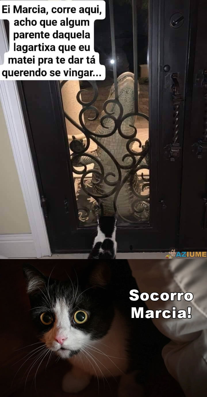 Quando parente da lagartixa aparece em casa