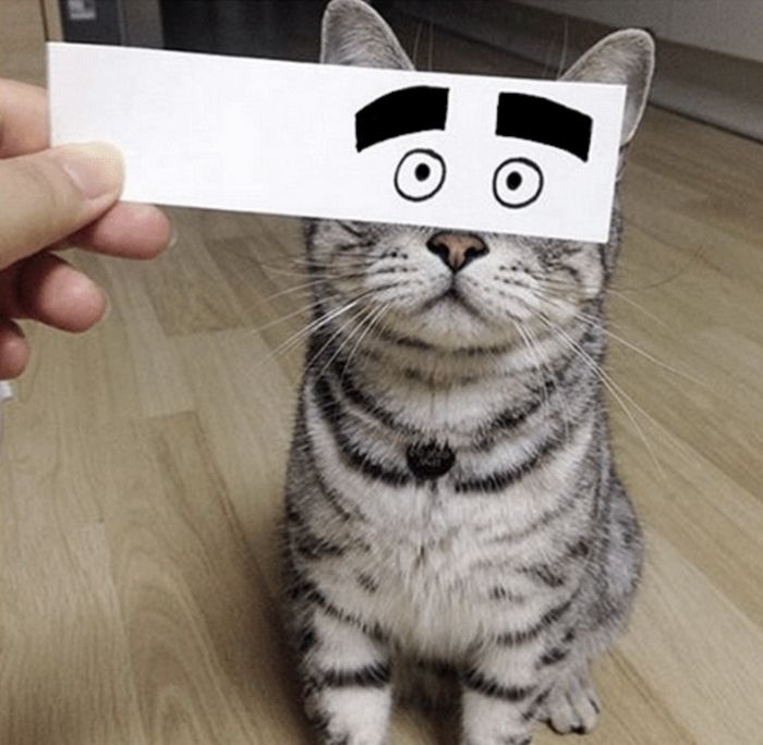Gatos com olhos de desenho animado são engraçando