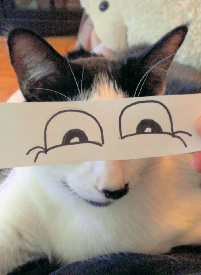 Gatos com olhos de desenho animado são engraçando