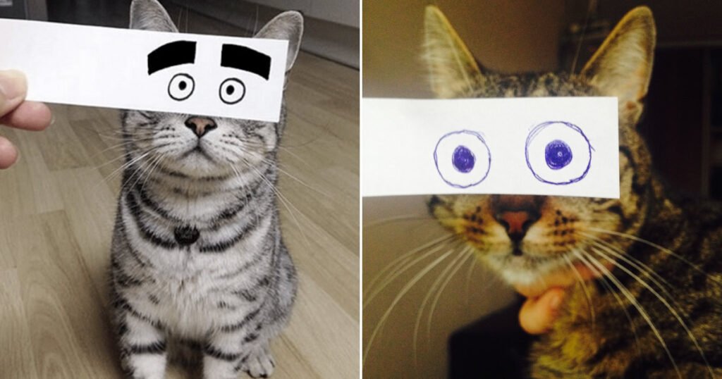Gatos com olhos de desenho animado são engraçando