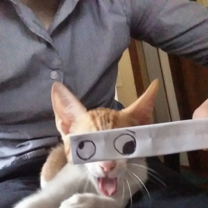 Gatos com olhos de desenho animado são engraçando