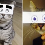 Gatos com olhos de desenho animado são engraçando