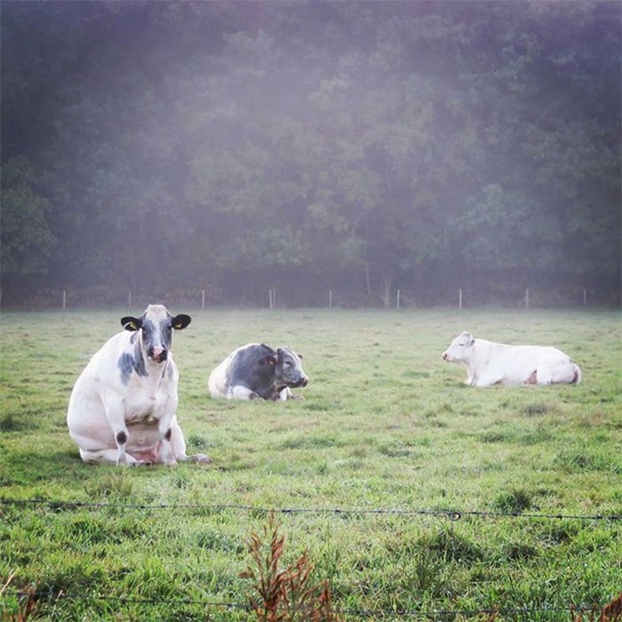 Vacas sentadas como cães