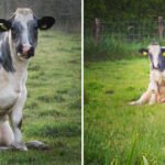 Vacas sentadas como cães