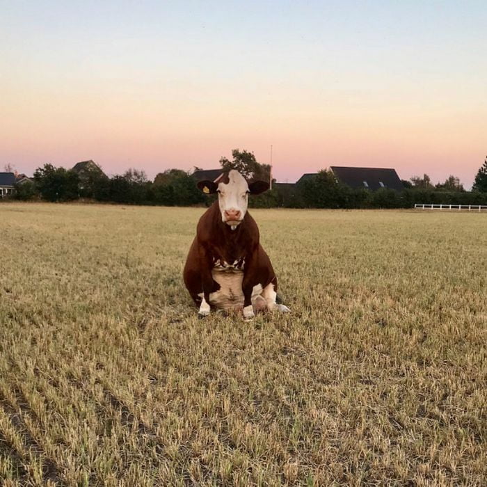 Vacas sentadas como cães
