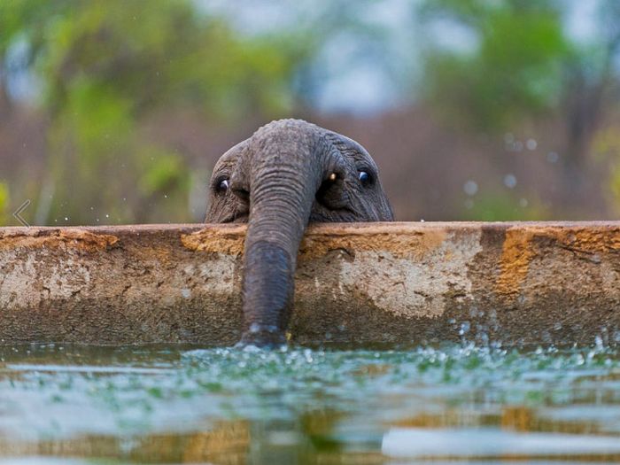 Você sabia que bebês elefantes são muito fotogênicos