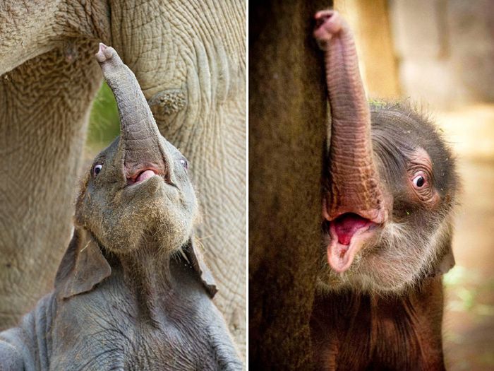 Você sabia que bebês elefantes são muito fotogênicos