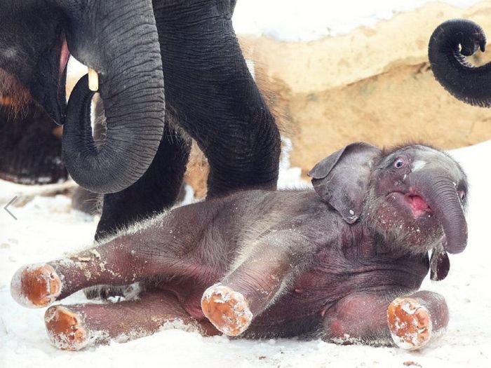 Você sabia que bebês elefantes são muito fotogênicos