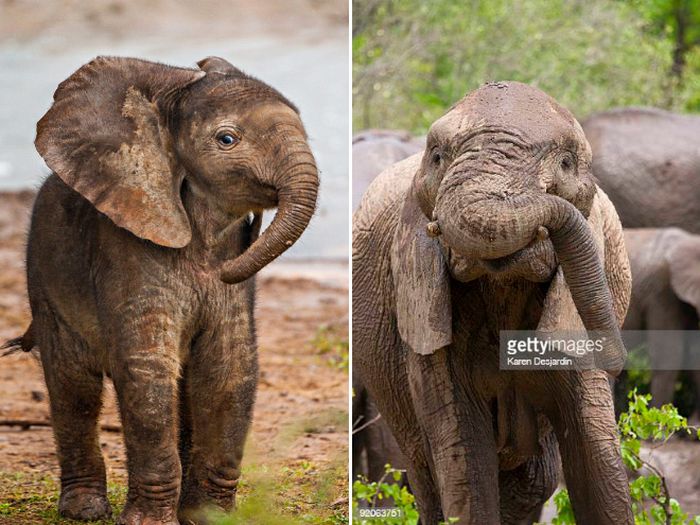 Você sabia que bebês elefantes são muito fotogênicos