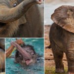 Você sabia que bebês elefantes são muito fotogênicos