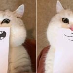 Um lindo sorriso para te alegrar!