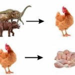 A evolução deu uma volta completa
