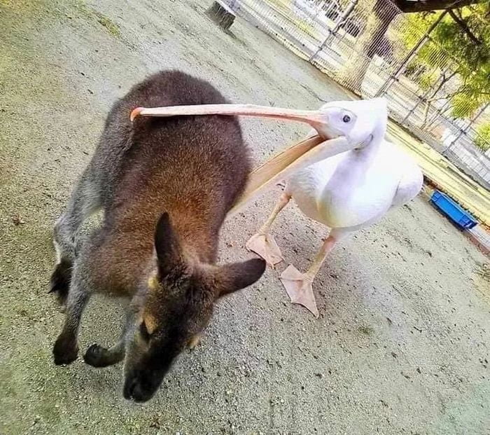O Pelicano, inimigo natural dos seres vivos