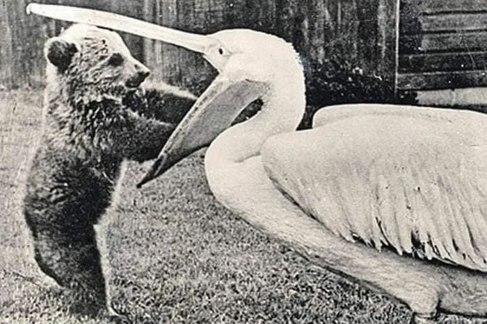 O Pelicano, inimigo natural dos seres vivos