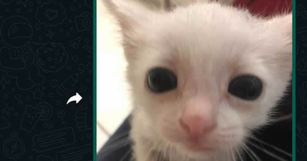 Aquele nome bem diferente para seu novo gato Aquele nome bem diferente para seu novo gato