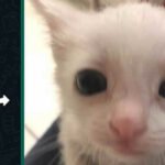 Aquele nome bem diferente para seu novo gato